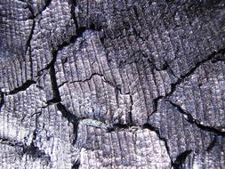 Wood Immerse yourself in the raw beauty of carbon charcoal wood
