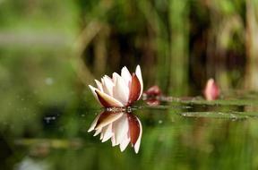 Water Lily Flower Blossom