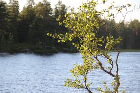 beautiful view of a wild lake