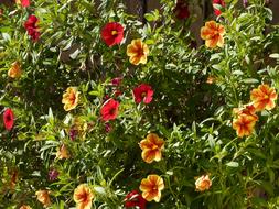 Petunia Gardening Flower
