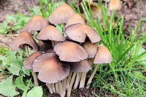 Autumn Mushrooms in Forest