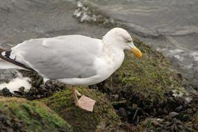 wild seagull on the rock