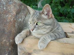 incredibly cute Cat Animal