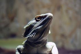 bearded dragon at the zoo terrarium