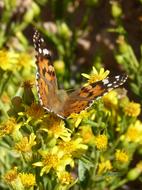 Butterfly Libar Flower Vanessa