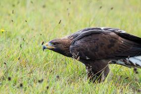 gorgeous Golden Eagle