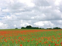 gorgeous poppy field