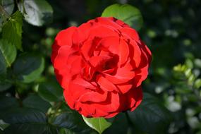 Rose Blossom Bloom Red
