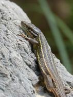 Lizard Sargantana Scales