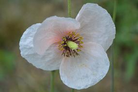 Mallow Hollyhock Flower