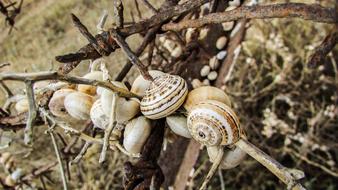 snails crawling on a branch