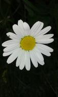 Daisy Flower Keywords