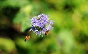 Bee Flower