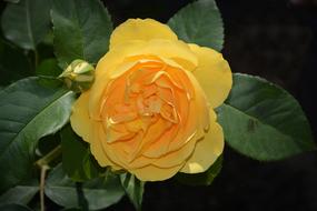 Rose Blossom Bloom