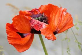 Klatschmohn Poppy Blossom