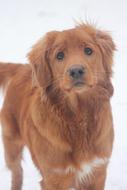 Cute dog at Winter Snow