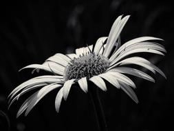 Black And white photo of Beauty Yellow Flower