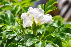 Brian Flower Rose Bush White