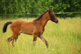little horse is running around the field