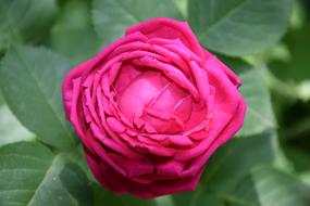 Rose Flower Garden