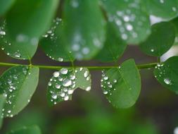 Dewdrops on small leaves