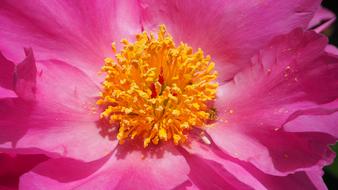 yellow center, pink petals