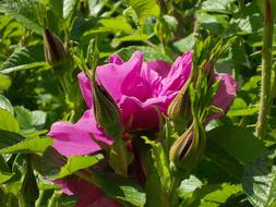 Rosa Rugosa Rose Potato