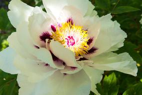 Peony White Blossom