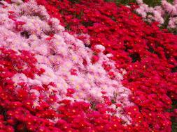 colorful flowers in the field