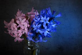 Hyacinth in a vase on the table