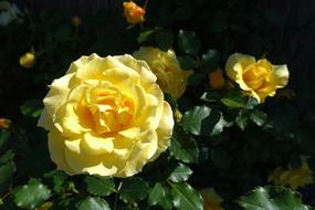 Pink Flower Yellow