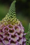 Foxglove Flower Pink