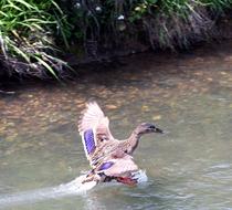 Duck Wild River