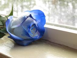 Blue Rose