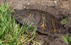 cute turtle in the grass