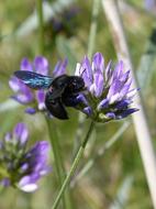 Bumblebee Carpenter Xilocopa