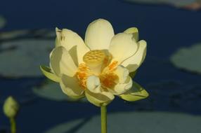 Florida Flower Water