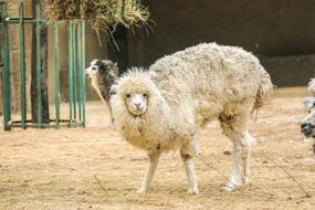 Alpaca Zoo