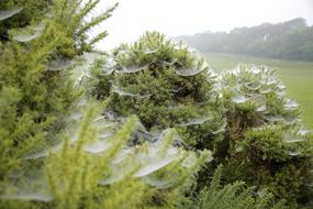 cobweb nature bush fog cold