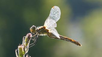 Dragonfly On