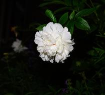 Blossom Bloom Flower