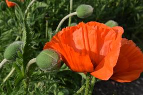 Poppy Orange Blossom