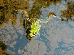 little frog is swimming in the water
