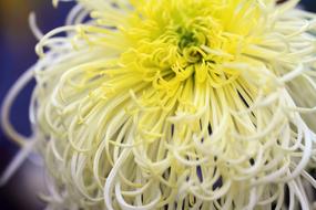 Chrysanthemum Yellow White