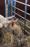 Lamb Cover Newborn