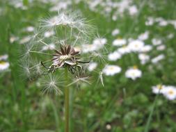 fading dandelion in the field
