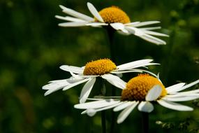 Daisy Flower Close Up