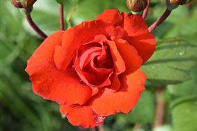 Red Rose Blossom Bloom