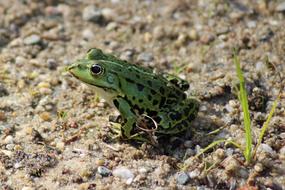 large frog in the field
