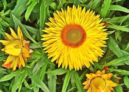 Flower Yellow Strawflower